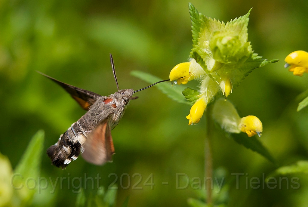 Kolibrievlinder04.jpg